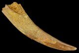 Huge, Fossil Pterosaur (Siroccopteryx) Tooth - Morocco #167159-1